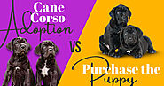 Cane Corso Adoption Vs Purchase the Puppy