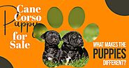 Cane Corso Puppies for Sale - What Makes the Puppies Different?