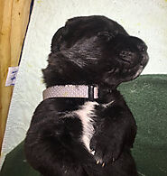 Cane Corso Puppy for Sale - Where to Buy Cane Corso Puppy in USA?
