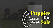 Cane Corso Puppies for Sale — Which Color to Choose | by Daisy Clayton | Jan, 2022 | Medium