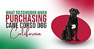What to Consider When Purchasing Cane Corso Dog in Nevada California - WriteUpCafe.com
