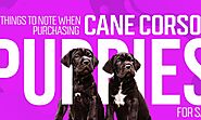 Things to Note When Purchasing Cane Corso Puppies for Sale theodysseynews