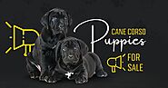 How To Find The Right Cane Corso Puppies For Sale