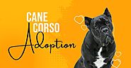 A Complete Guide for Cane Corso Adoption
