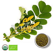 Bulk Organic Senna Powder Supplier | Organic Senna Powder