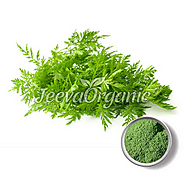 Organic Artemisia Annua Powder Supplier | Bulk Artemisia Annua Supplier