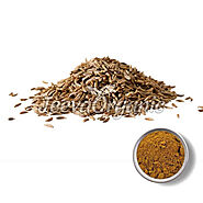 Best Caraway Seeds Powder Supplier | Bulk Caraway Seeds Powder