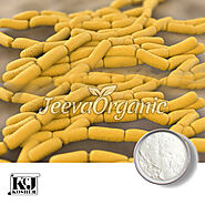 Lactobacillus Paracasei Powder Supplier | Bulk Lactobacillus Paracasei