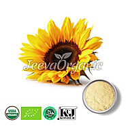 Organic Sunflower Powder Supplier | Bulk Organic Sunflower Supplier