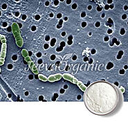 Lactobacillus Brevis Powder Supplier| Bulk Lactobacillus Brevis Powder