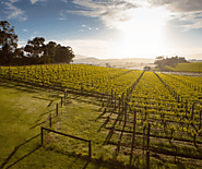 Exploring Yarra Valley Chauffeur in 2024: A Luxurious Journey through Vineyards and Scenic Beauty - Chauffeur Drive, ...