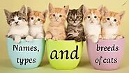all ،types of cats,And their breeds ،