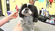 Local Groomer Offers Pet Parents Advice On Choosing Your Groomer