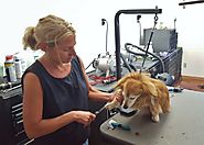After late start, Park City pet groomer finds her passion