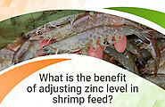 What is the Benefit of Adjusting Zinc Level in Shrimp Feed?