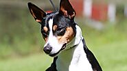 How long does a rat terrier live? [All You Need To Know About Rat Terrier]