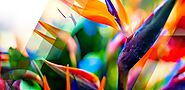 Clean Fragrances Free from Harmful Chemicals