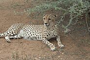 Sudan Cheetah