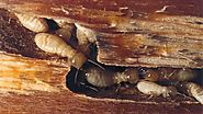 8 Ways to Eradicate Termites