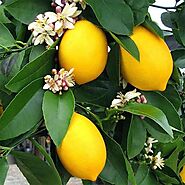 Lemon Trees online