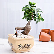 Bonsai Plants online