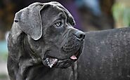 Female Cane Corso Puppy – Is It Better than the Male? - Setup Post