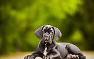 How to Choose the Right Puppy from Cane Corso Breeders near Me