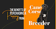 Reasons to Buy Cane Corso Puppies
