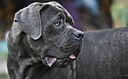 Interesting Things to Know About a Cane Corso Dog