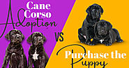Amazing Things You Should Know about a Cane Corso Puppy for Sale