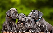 What Makes Cane Corso Dog Famous?