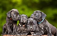 Reasons to Get Your Puppy from Cane Corso Puppies for Sale | by Daisy Clayton | Feb, 2022 | Medium