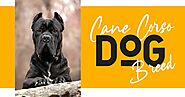 How to Bring Up a Cane Corso for Sale