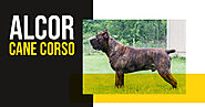 Alcor Cane Corso – What to Expect From Your Puppy - Amazing Infos