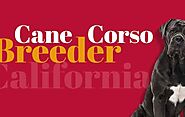 Cane Corso Breeder California – How Do You Know the Good One