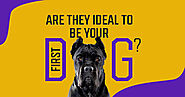 Cane Corso Breeders – Are They Ideal to Be Your First Dog