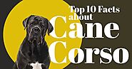 Do Cane Corso Breeders Get Along with Other Dogs