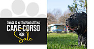 Things to Note before Getting Cane Corso for Sale