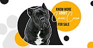 Know More about Cane Corso for Sale – Site Title
