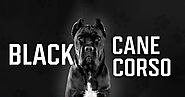 Reasons Why People Choose All Black Cane Corso