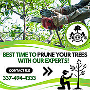 Eliminate Unwanted Branches With Tree Pruning Services!
