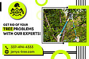 Get Well-Trained Experts for Tree Care Service!