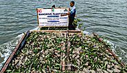 Mangrove Tree Planting Program