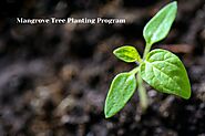 Mangrove Tree Planting Program