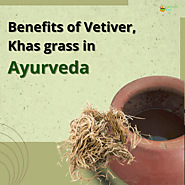 Benefits of Vetiver, Khas grass in Ayurveda