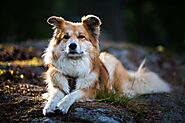 Top 10 Most Beautiful Dog Breeds (Pictures And Info) - Devoted To Nature