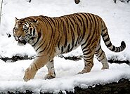 Top 10 Different Types of Tigers In The World - Devoted To Nature
