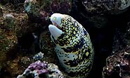 A List Of 10 Different Types of Eels In The World - Devoted To Nature