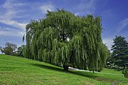 10 Different Types Of Willow Trees In The World - Devoted To Nature
