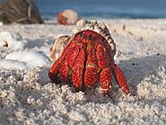 10 Different Types Of Crabs In The World - Devoted To Nature
